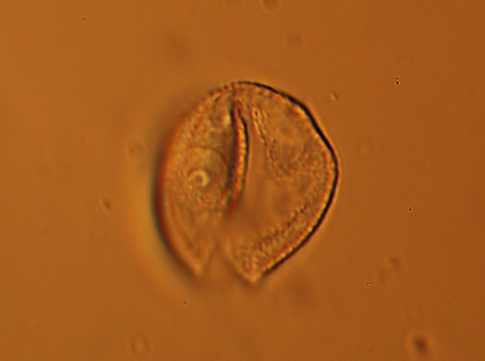 Polline di Parietaria